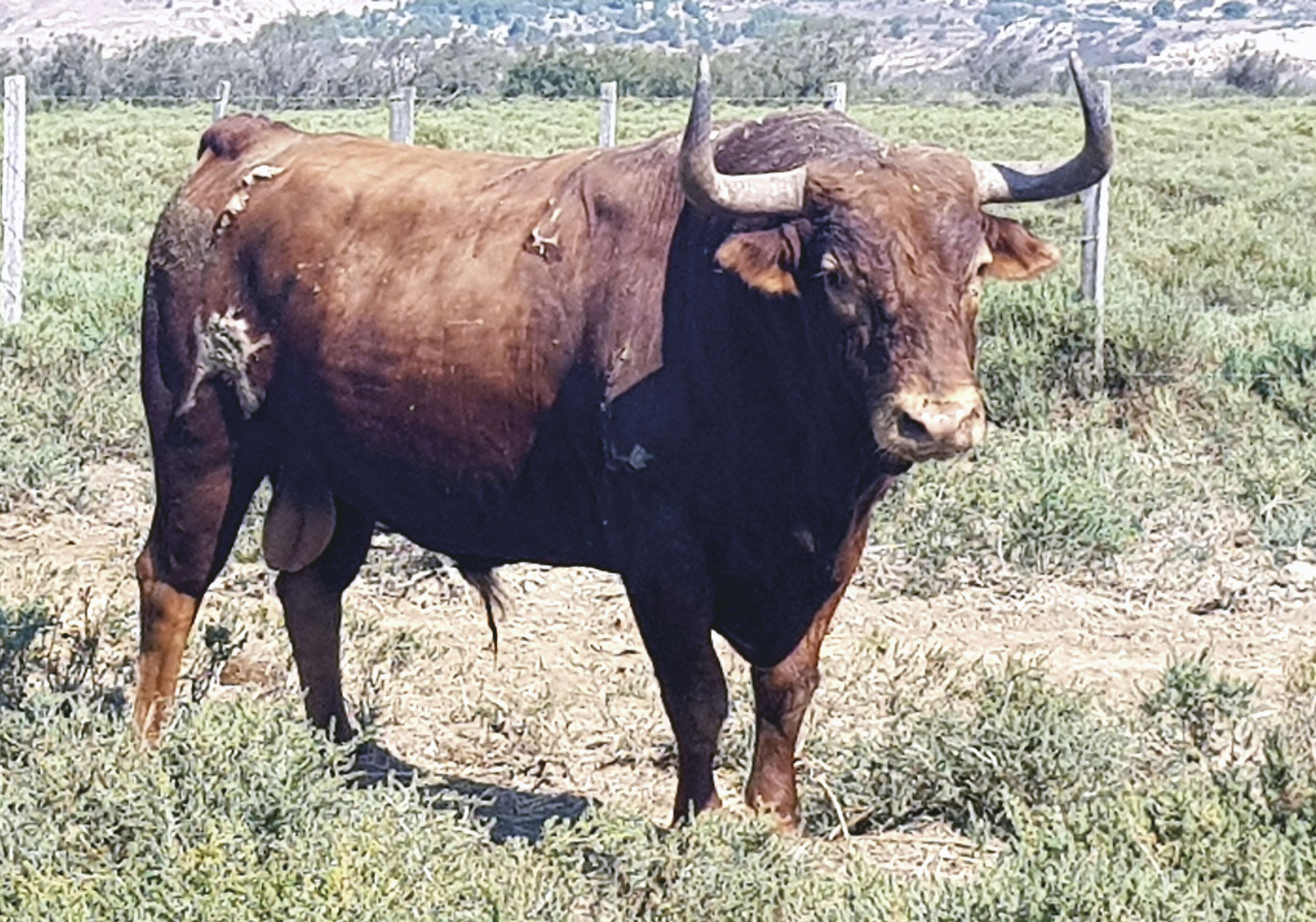 Toros de Robert Margé para el 13 de septiembre de 2019 en Nimes.