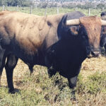 Toros de Robert Margé para el 13 de septiembre de 2019 en Nimes.