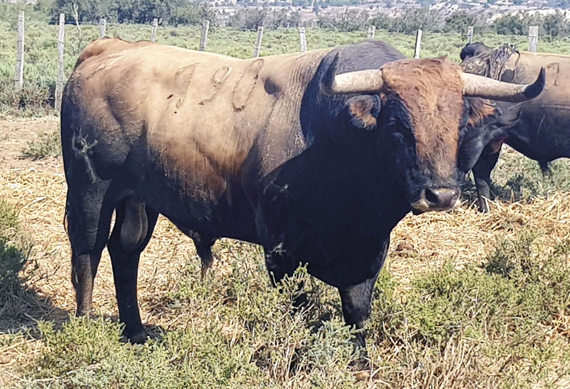 Toros de Robert Margé para el 13 de septiembre de 2019 en Nimes.
