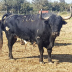 Toros de Robert Margé para el 13 de septiembre de 2019 en Nimes.
