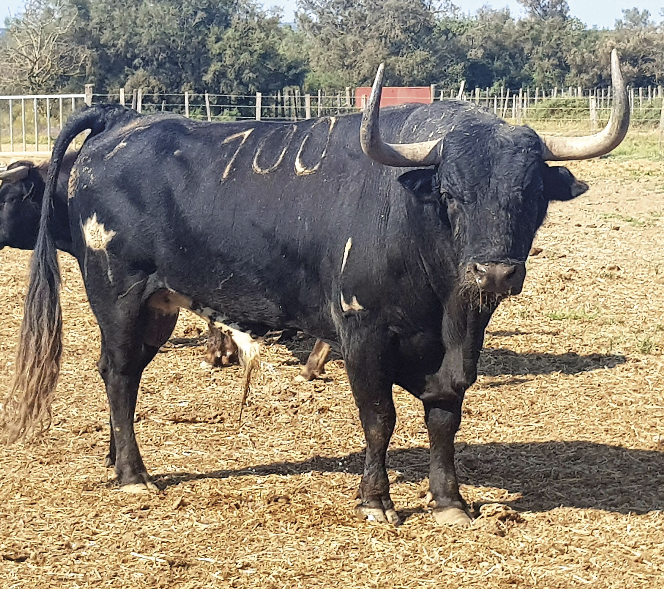 Toros de Robert Margé para el 13 de septiembre de 2019 en Nimes.