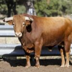 Toros de Garcigrande en el campo para la Feria de la Vendimia de Nimes 2019