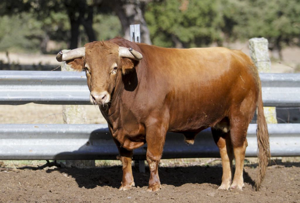Toros de Garcigrande en el campo para la Feria de la Vendimia de Nimes 2019