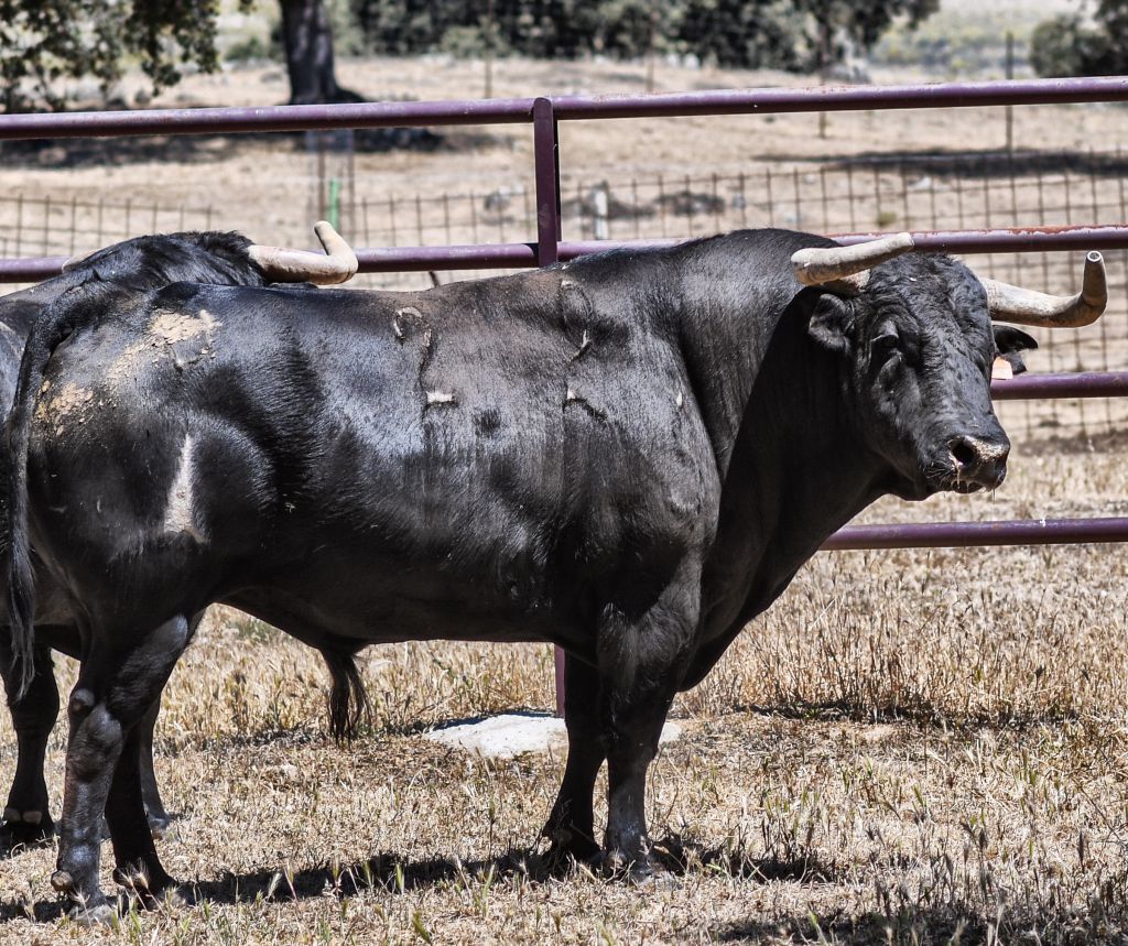 Los toros de Sánchez Urbina para Don Benito