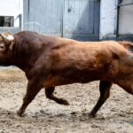 Orden de lidia. Madrid, domingo 15 de septiembre de 2019