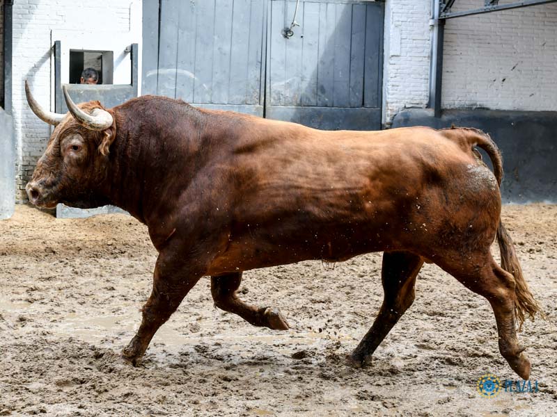Orden de lidia. Madrid, domingo 15 de septiembre de 2019