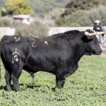 Toros de Fuente Ymbro para la Feria de la Vendimia de Nimes 2019