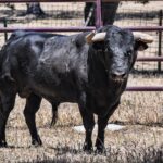 Los toros de Sánchez Urbina para Don Benito