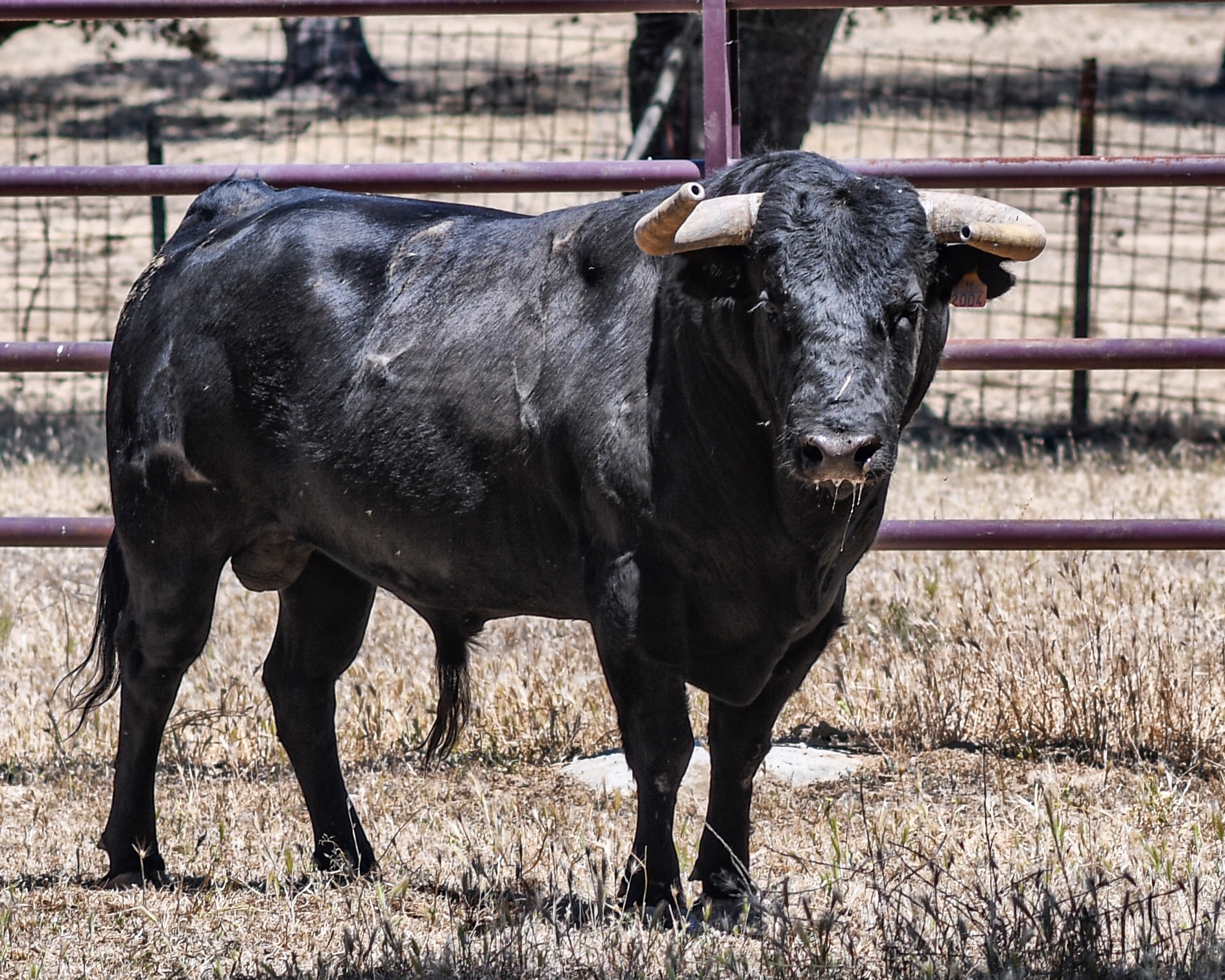 Los toros de Sánchez Urbina para Don Benito