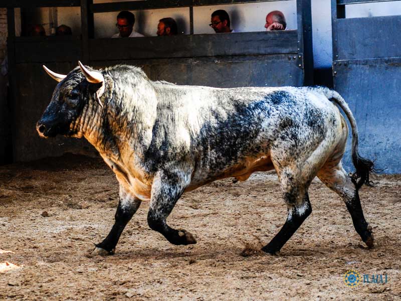 Sorteo. Madrid, domingo 1 de septiembre de 2019