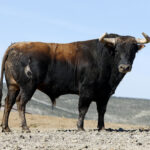 Toros de Fuente Ymbro para la Feria de la Vendimia de Nimes 2019