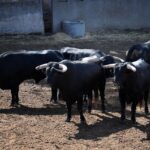 Sorteo. Salamanca, 14 de septiembre de 2019