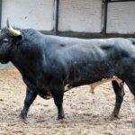 Orden de lidia. Madrid, domingo 15 de septiembre de 2019