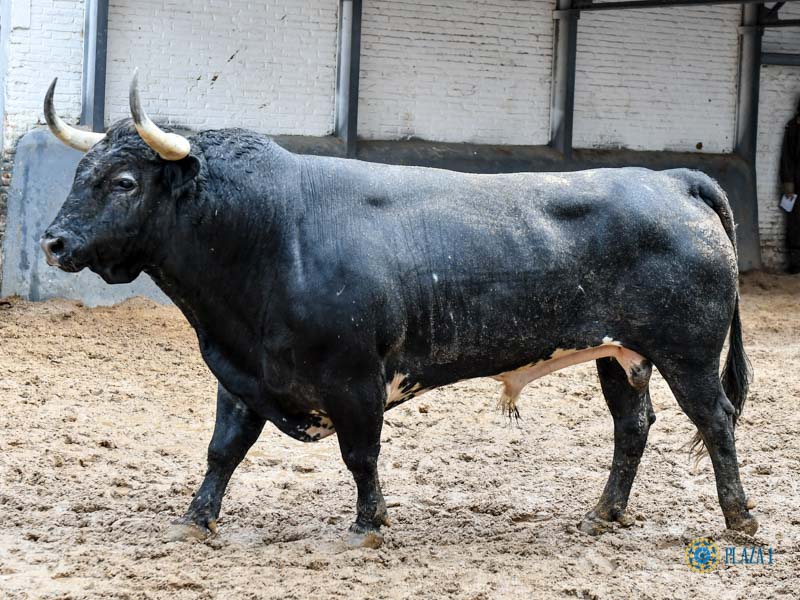Orden de lidia. Madrid, domingo 15 de septiembre de 2019