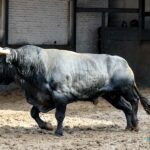 Orden de lidia. Madrid, domingo 15 de septiembre de 2019