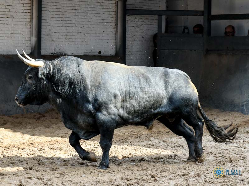 Orden de lidia. Madrid, domingo 15 de septiembre de 2019