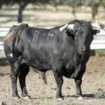 Toros de Garcigrande en el campo para la Feria de la Vendimia de Nimes 2019