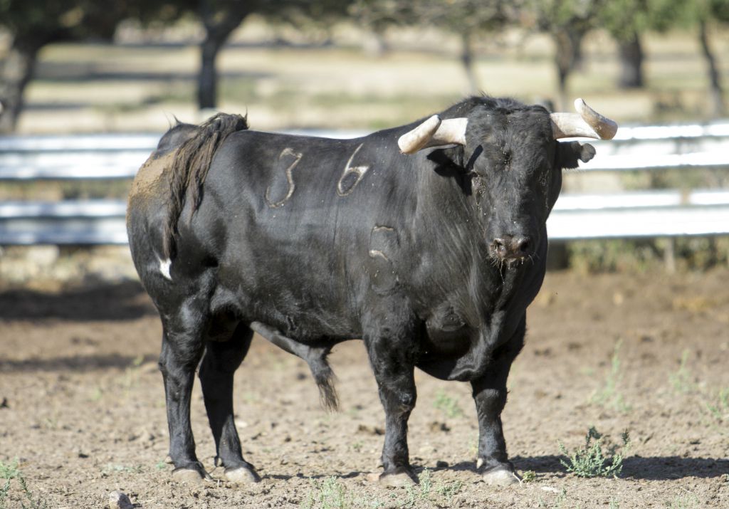 Toros de Garcigrande en el campo para la Feria de la Vendimia de Nimes 2019