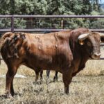 Los toros de Sánchez Urbina para Don Benito