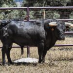 Los toros de Sánchez Urbina para Don Benito