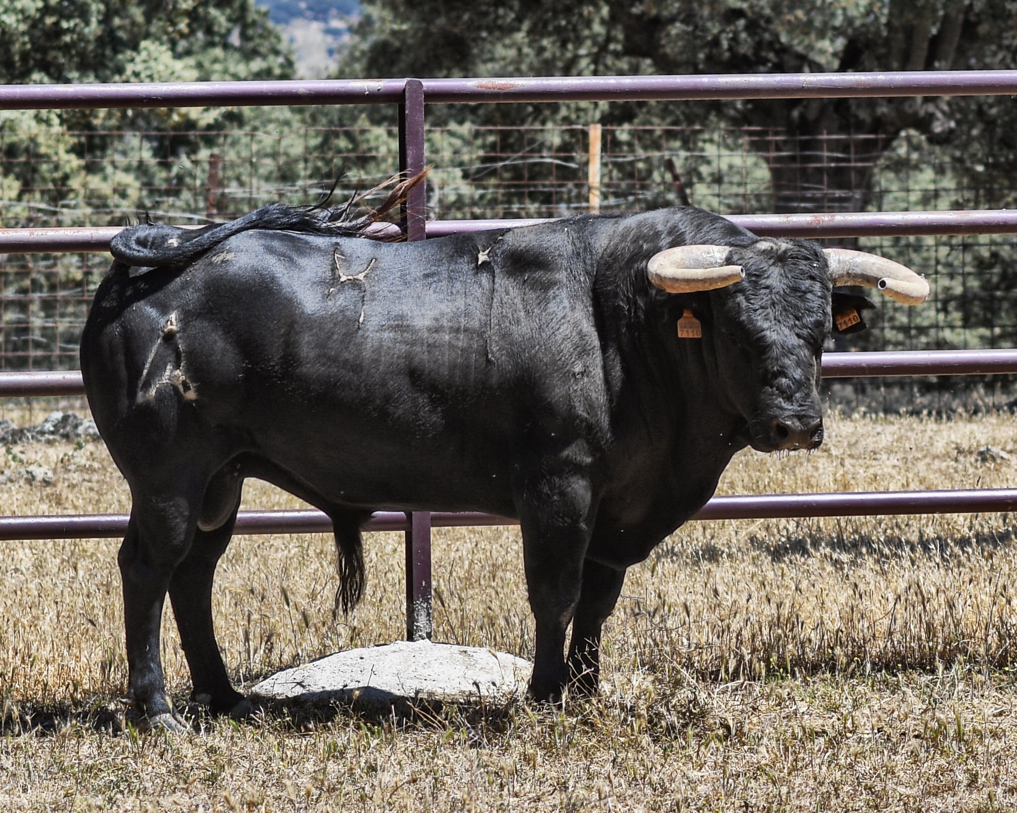 Los toros de Sánchez Urbina para Don Benito