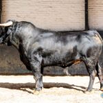 Sorteo. Madrid, domingo 1 de septiembre de 2019