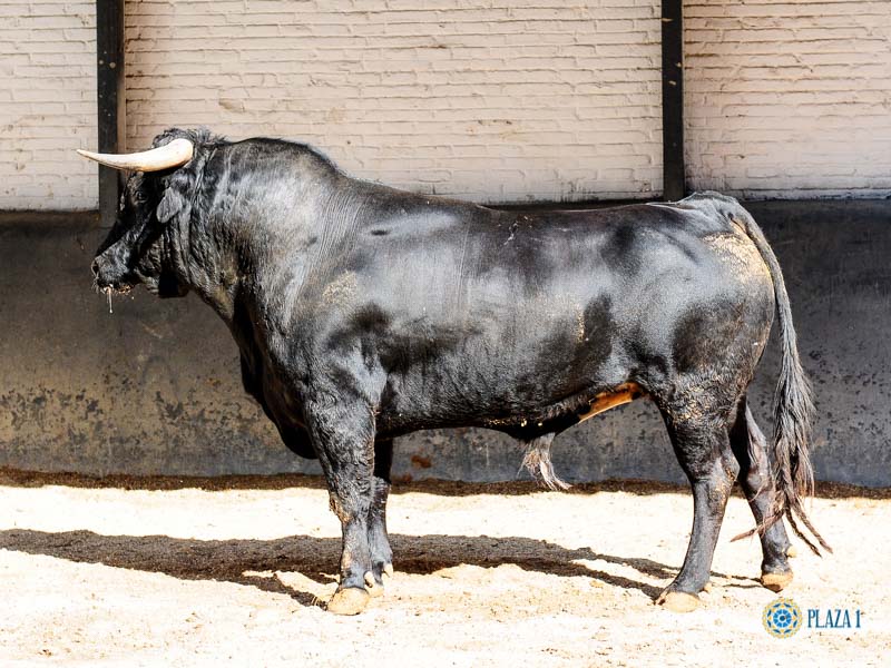 Sorteo. Madrid, domingo 1 de septiembre de 2019