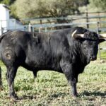 Toros de Fuente Ymbro para la Feria de la Vendimia de Nimes 2019