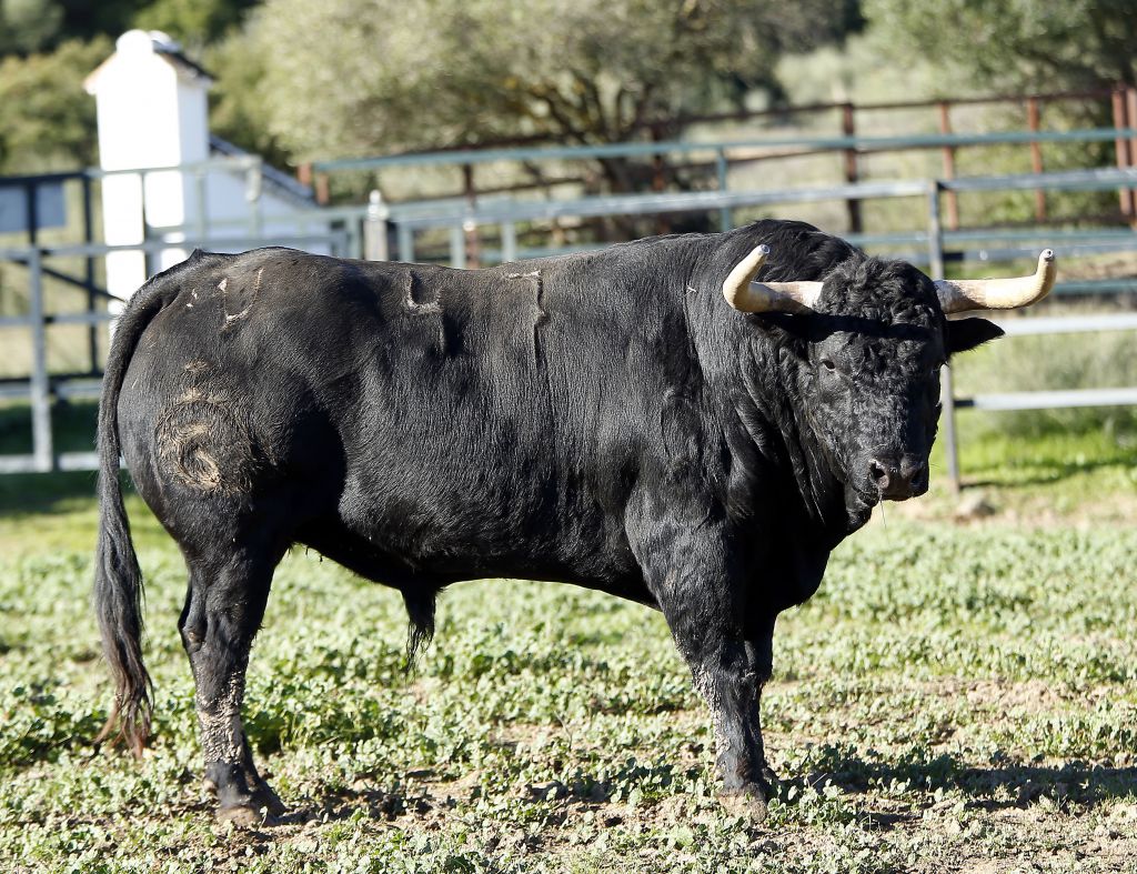 Toros de Fuente Ymbro para la Feria de la Vendimia de Nimes 2019