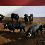 Sorteo. Palencia, domingo 1 de septiembre de 2019