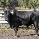 Toros de Garcigrande en el campo para la Feria de la Vendimia de Nimes 2019