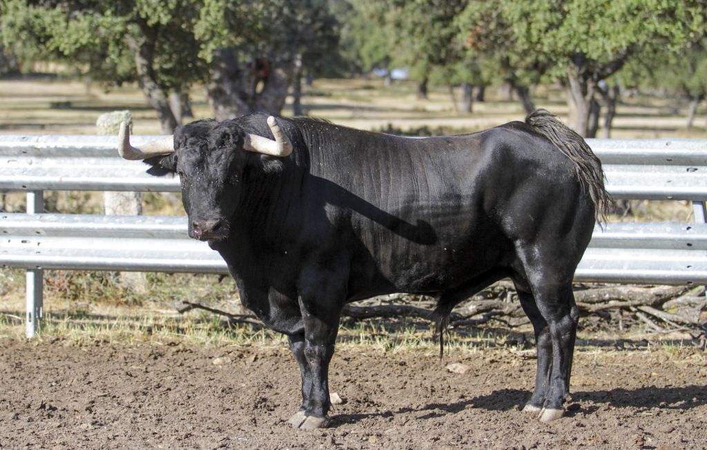 Toros de Garcigrande en el campo para la Feria de la Vendimia de Nimes 2019