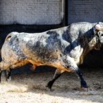 Sorteo. Madrid, domingo 1 de septiembre de 2019