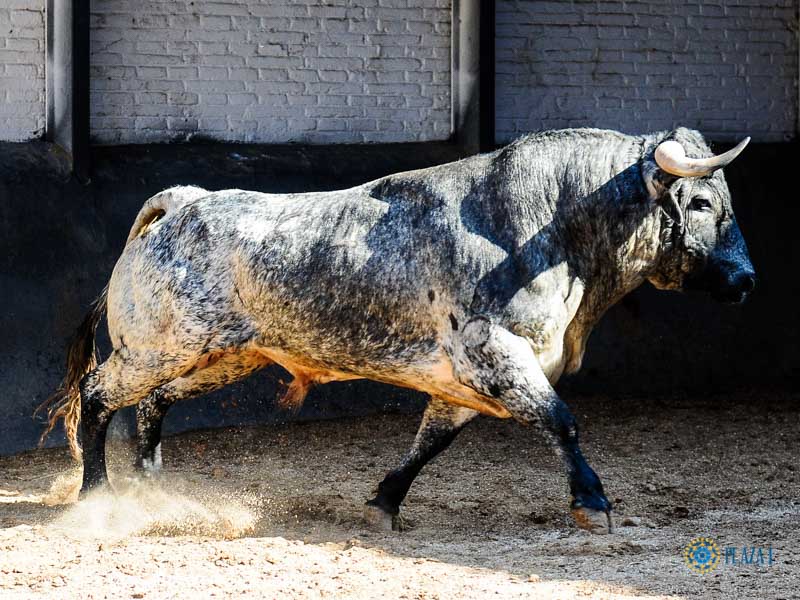 Sorteo. Madrid, domingo 1 de septiembre de 2019