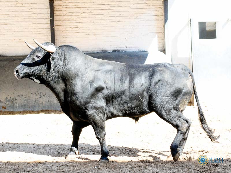 Sorteo. Madrid, domingo 1 de septiembre de 2019