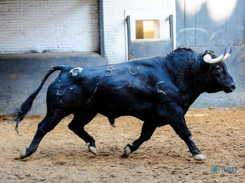 Sorteo. Madrid, sábado 28 de septiembre de 2019