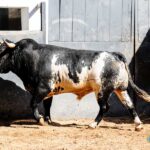 Sorteo. Madrid, domingo 1 de septiembre de 2019