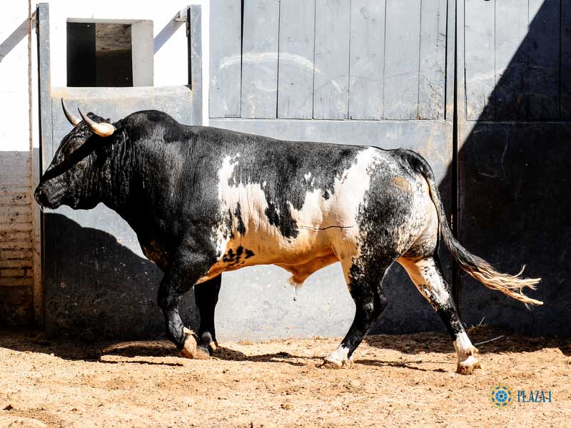 Sorteo. Madrid, domingo 1 de septiembre de 2019