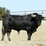 Toros de Fuente Ymbro para la Feria de la Vendimia de Nimes 2019