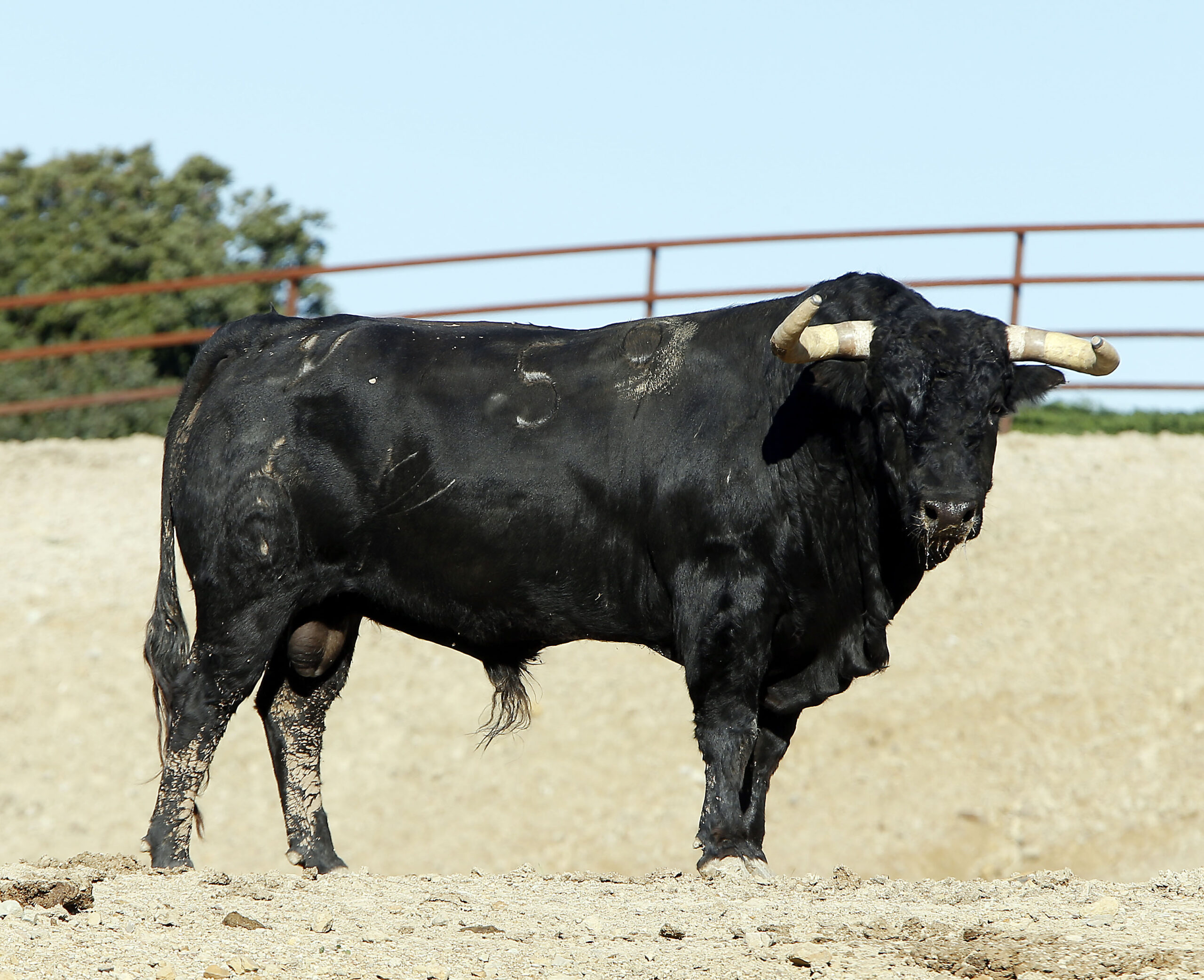 Toros de Fuente Ymbro para la Feria de la Vendimia de Nimes 2019