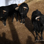 Sorteo. Palencia, domingo 1 de septiembre de 2019