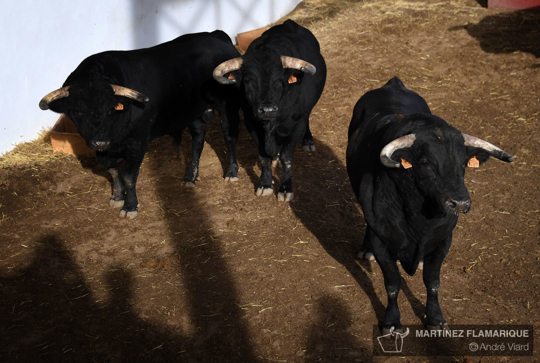 Sorteo. Palencia, domingo 1 de septiembre de 2019