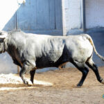 Sorteo. Madrid, domingo 8 de septiembre de 2019