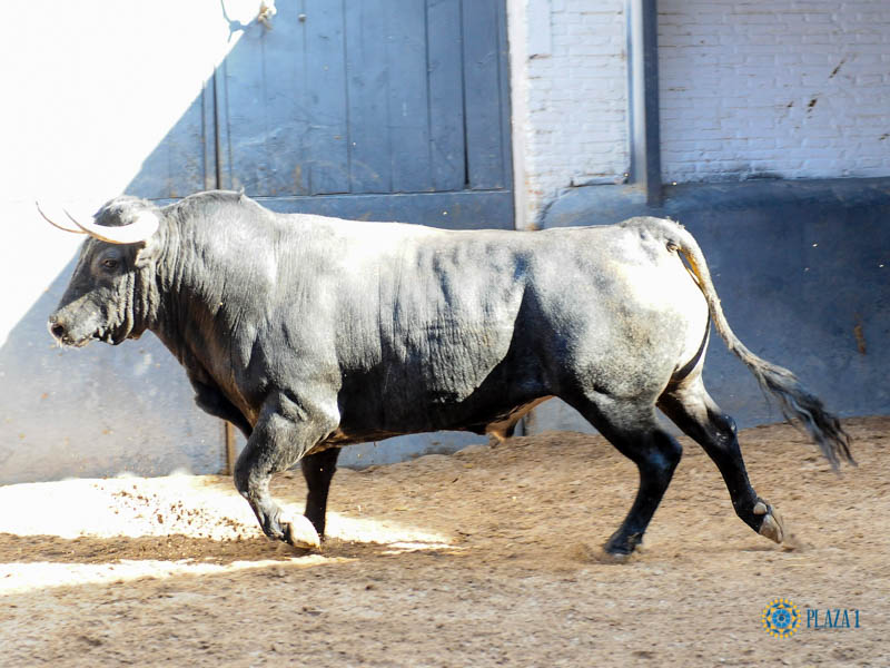 Sorteo. Madrid, domingo 8 de septiembre de 2019