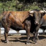 Toros de Garcigrande en el campo para la Feria de la Vendimia de Nimes 2019