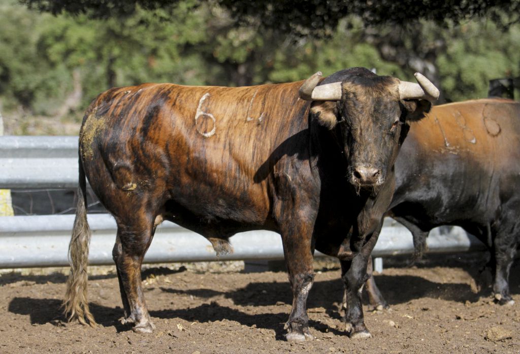 Toros de Garcigrande en el campo para la Feria de la Vendimia de Nimes 2019