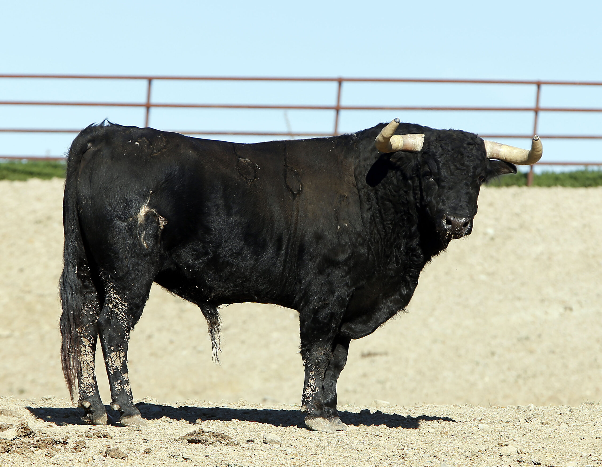 Toros de Fuente Ymbro para la Feria de la Vendimia de Nimes 2019
