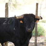 Novillos de San Sebastián para la novillada de la Feria de la Vendimia de Nimes 2019.