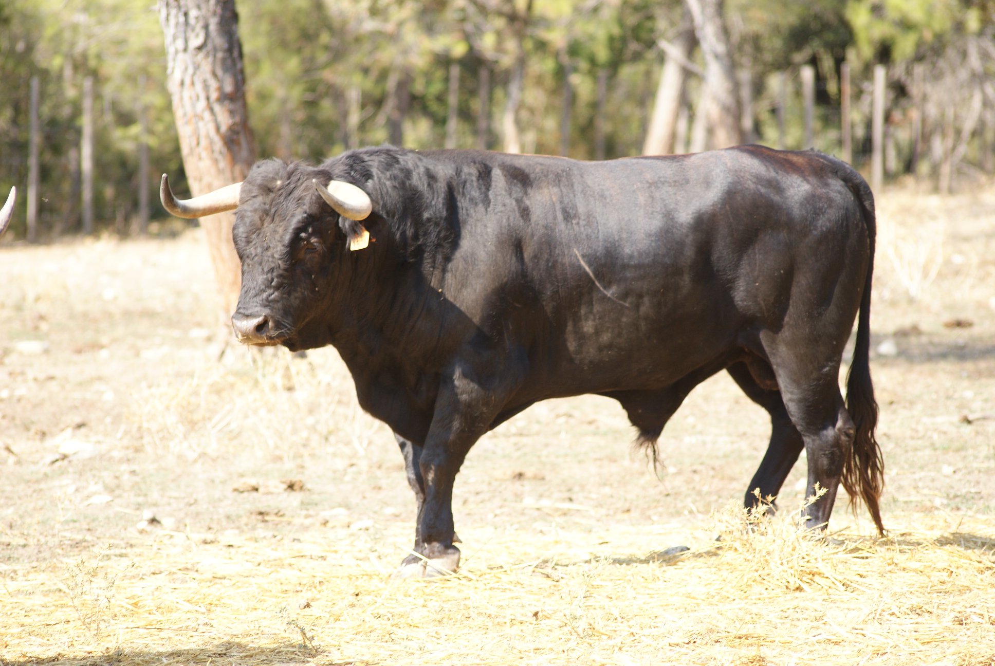 Novillos de San Sebastián para la novillada de la Feria de la Vendimia de Nimes 2019.