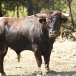 Novillos de San Sebastián para la novillada de la Feria de la Vendimia de Nimes 2019.